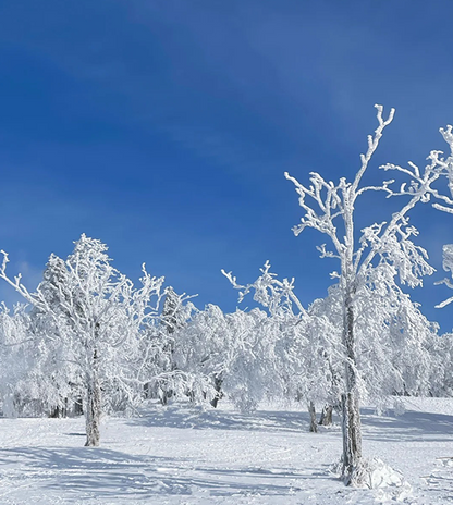 2D1N Harbin Snow Village Two-Day Tour (Datudingzi Mountain+Horse-drawn Sleigh+Skiing)